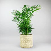 Bohemian  'Creme' Rope Basket for plants